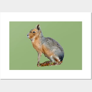 Mara or Patagonian Hare Posters and Art